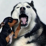 How To Correct Common Siberian Husky Behavior Issues
