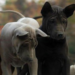 Thai Ridgeback Breed Info And Characteristics