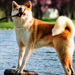 Information On Japanese Akita Dog Characteristics And Traits