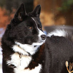 Karelian Bear Dog Personality And Information