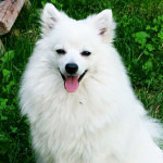 Volpino Italiano Dog Information And Characteristics