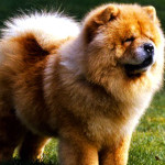 Chow Chow Dog Information And Characteristics
