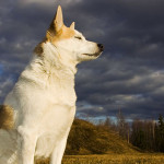 Norrbottenspets Dog Info And Characteristics