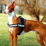 Ibizan Hound Dog Info And Characteristics