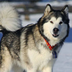Information About Alaskan Malamute Dog Breed And Characteristics