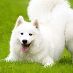 Samoyed Dog Breed Information And Characteristics