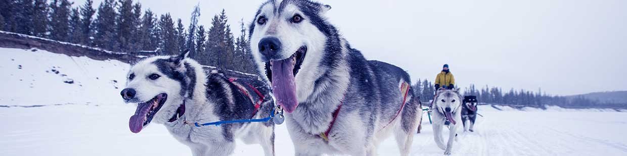 Primitive Dogs featured image