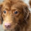 How To Get Rid Of Dog Smell At Home