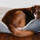 8 Tips for Living with Dogs and Keeping Your House Clean